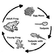 Frogs cycle