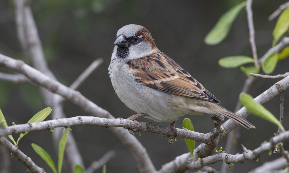 house sparrow - passer domesticus